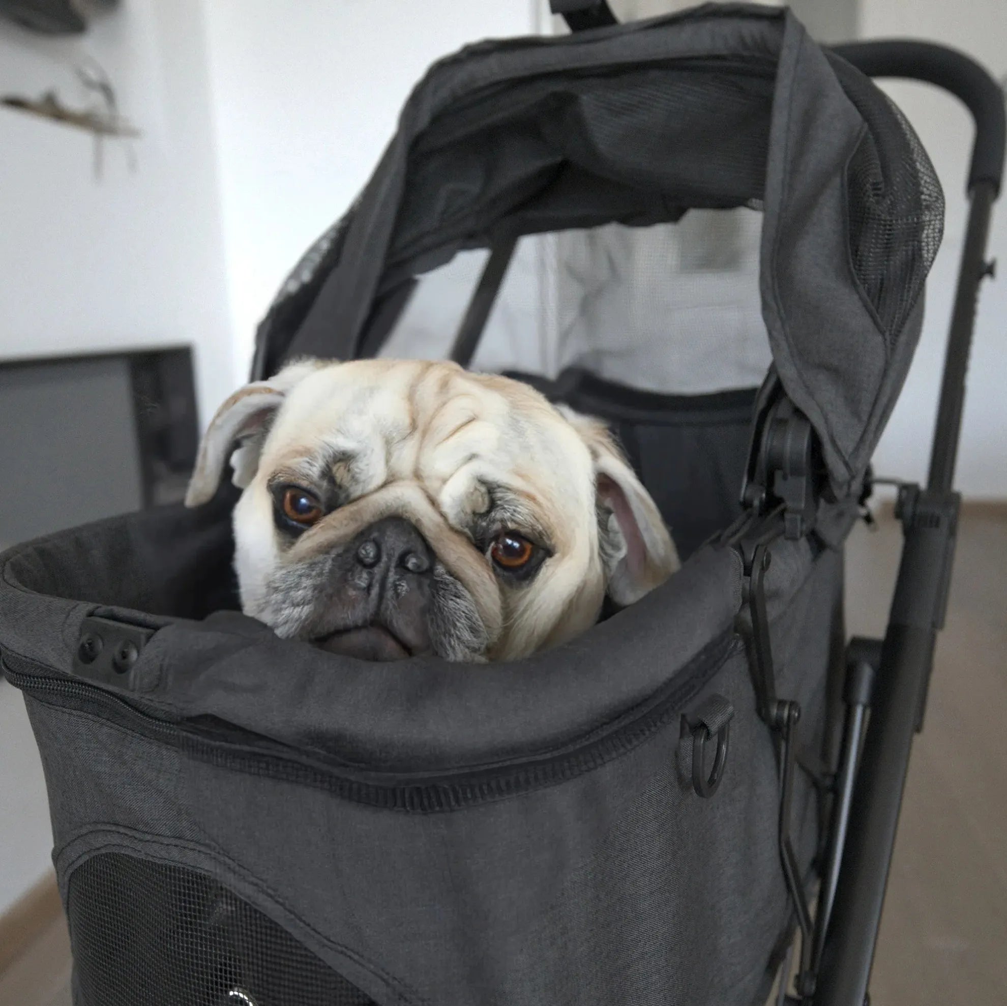 Buggy para cães