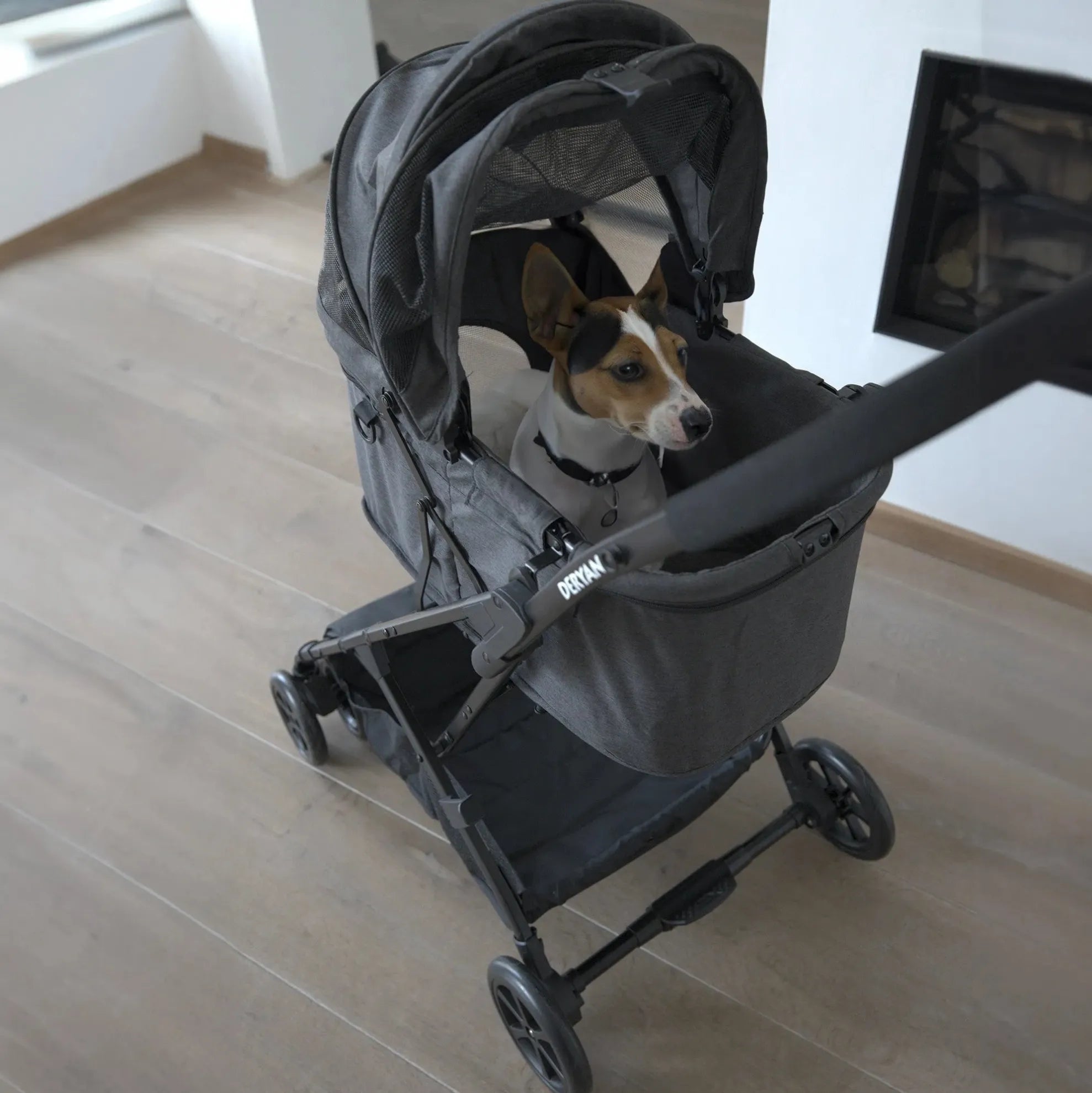 Buggy para cães